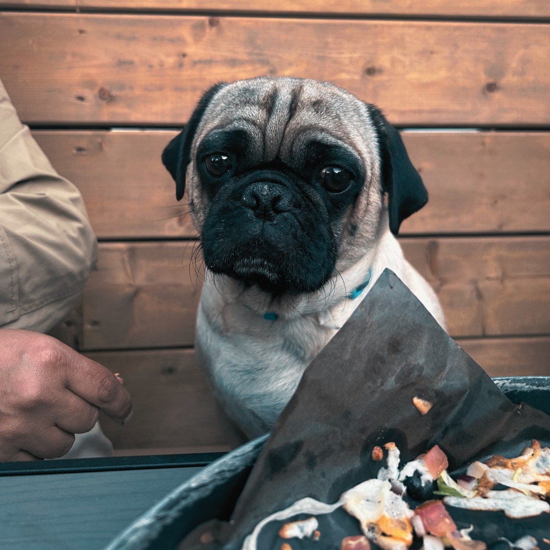 A dog on the dog-friendly patio at The Clarkson Pump & Patio